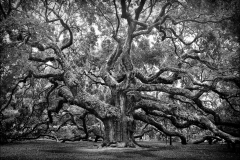 Angel-Oak_MG_2861-22x28L-R